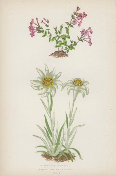 Micomeria Piperella; Leontopodium Alpinum door English School