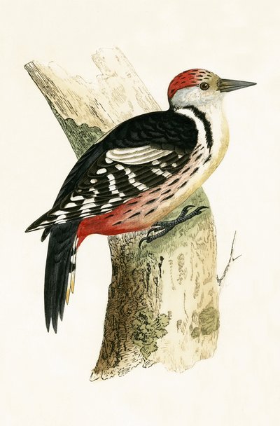 Middelste Bonte Specht, illustratie uit 