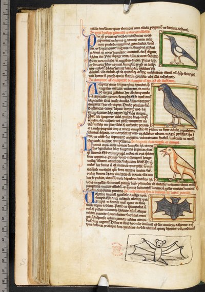 Miniaturen van vogels en marginale tekening van een vleermuis, uit Theologische miscellanea, inclusief de Summa de vitiis, Harley 3244, f.55v, c.1236-50 door English School
