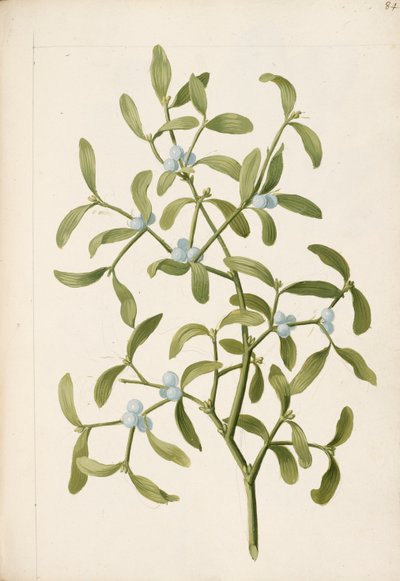 Maretak. Een half-parasitaire plant, c.1664 door English School