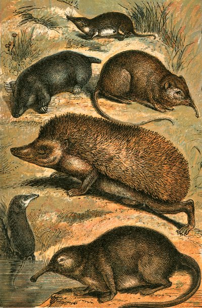 Mol, spitsmuis, olifantspitsmuis, egel, waterspitsmuis en Pyrenese desman door English School