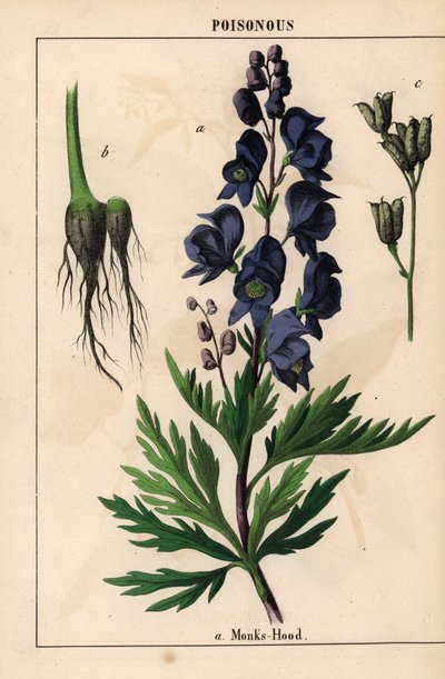 Monnikskap met blauwe bloemen, uit 