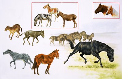 Montage van paarden en paardachtige dieren door English School