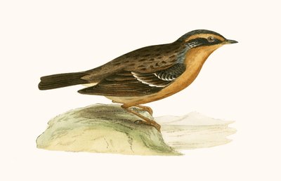 Bergaccentor, illustratie uit 