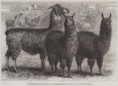 De alpaca