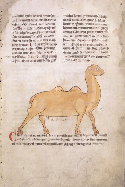 Ms.254 f.9r Kameel uit een bestiarium in het Latijn, Engels, begin 13e eeuw (manuscript) door English School