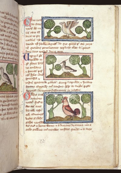 Drie vogels op de grond, uit een Bestiarium, vroege 14e eeuw door English School