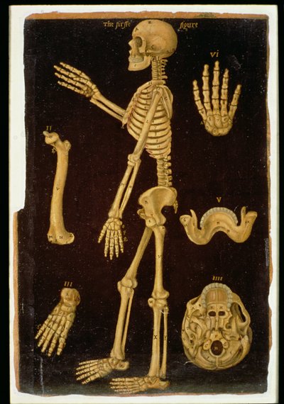 Dissectie, uit Anatomische Tafels, door John Banister (1540-1610) door English School