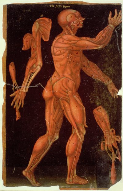 Dissectie, uit Anatomische Tafels, door John Banister (1540-1610) door English School