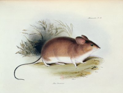 Mus Darwinii, illustratie uit The Zoology of the Voyage of H.M.S. Beagle, 1832-36, door Charles Darwin, 1840 door English School