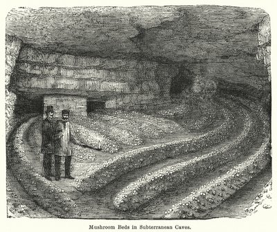 Paddenstoelenbedden in ondergrondse grotten (gravure) door English School
