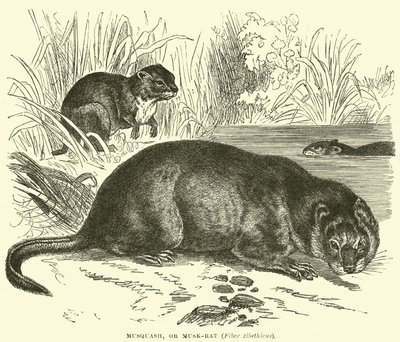 Musquash, of muskusrat, Fiber zibethicus door English School