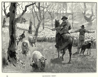 Mustering Schapen (gravure) door English School