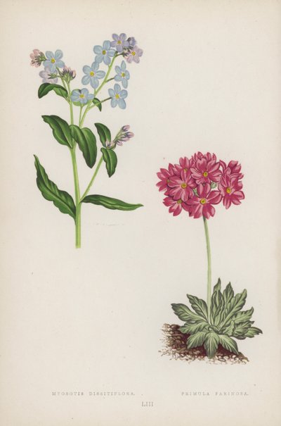 Myosotis Dissitiflora; Primula Farinosa (kleur litho) door English School