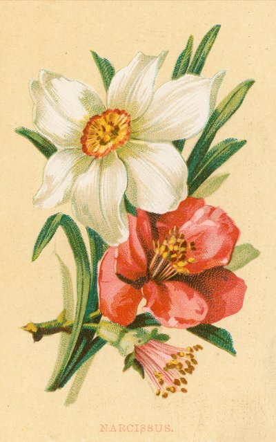 Narcissus door English School