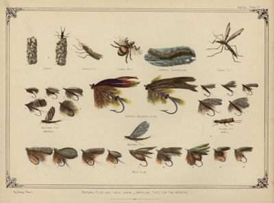 Natuurlijke vliegen en hun larven, kunstmatige vliegen voor de maanden door English School