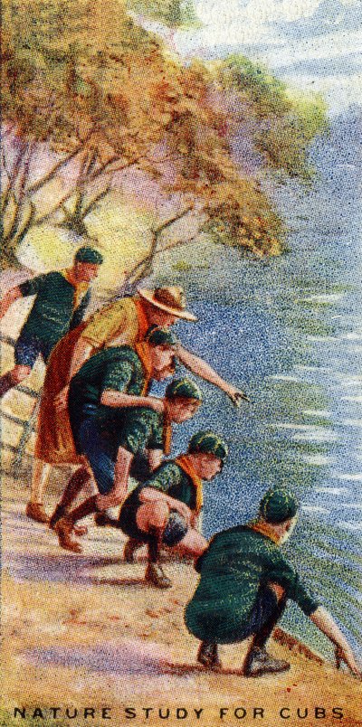 Natuurstudie voor Cubs, 1929 door English School