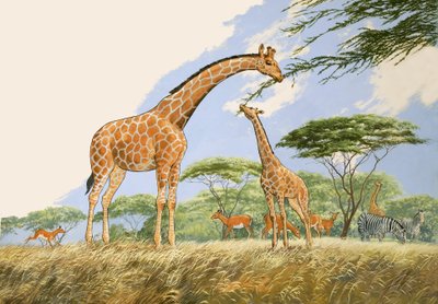 Natuur Wonderland: High Tea voor de Giraffe door English School
