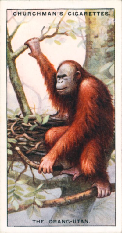Architecten van de natuur: De orang-oetan (kleurenlitho) door English School