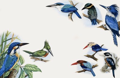 Koninkrijk der Natuur: Een Flits van Kleur door English School