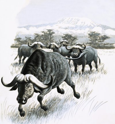 Het Koninkrijk van de Natuur: Blijf uit de buurt van de buffel! door English School