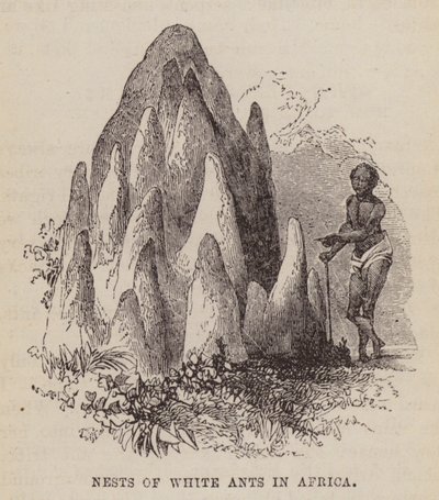 Nesten van witte mieren in Afrika (gravure) door English School