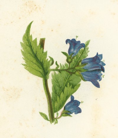 Brandnetelbladige klokjesbloem, Campanula Trachelium door English School
