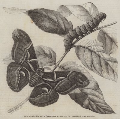 Nieuwe Zijderupsmot (Saturnia Cynthia), Rups en Cocoon door English School