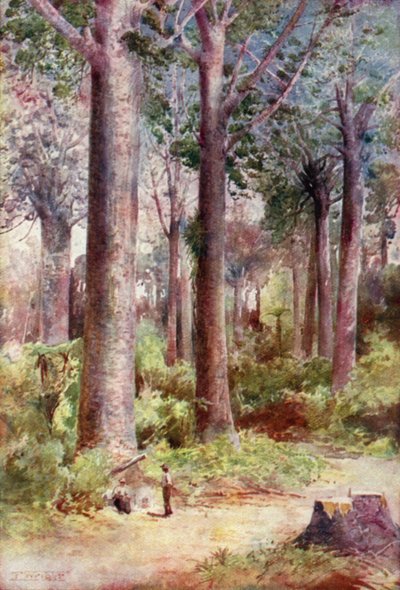 Nieuw-Zeeland: Kauri (kleurenlitho) door English School