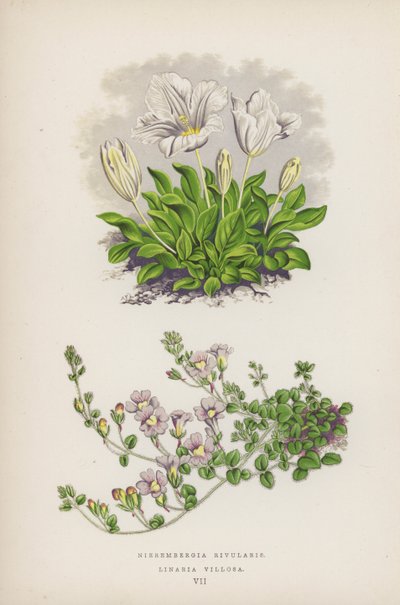 Nierembergia Rivularis; Linaria Villosa (kleur litho) door English School