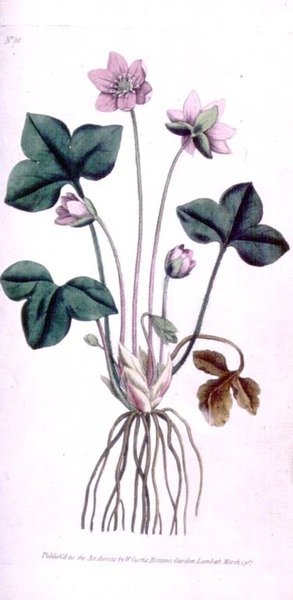 Edel Levermos (Anemone hepatica), plaat 10 uit William Curtis