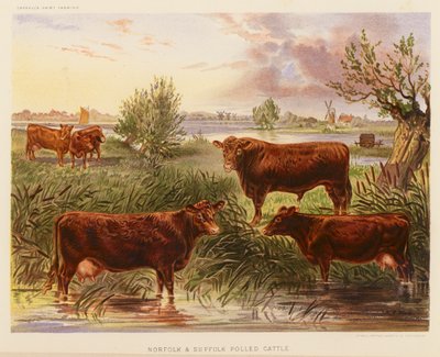 Norfolk en Suffolk Polled Vee door English School