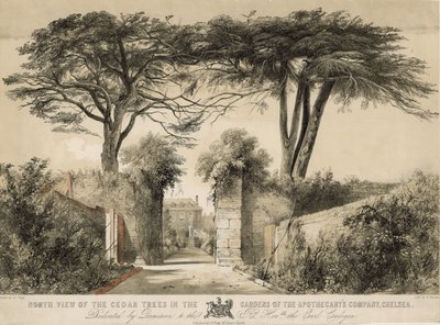 Noordelijk uitzicht op de cederbomen in de tuinen van de Apothekersmaatschappij, Chelsea, Londen door English School