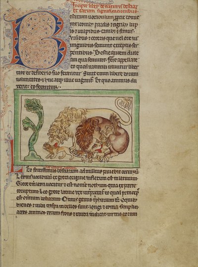 Northumberland Bestiarium, c.1250-60 door English School