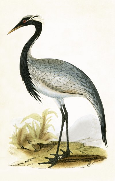 Numidische Kraanvogel, illustratie uit 