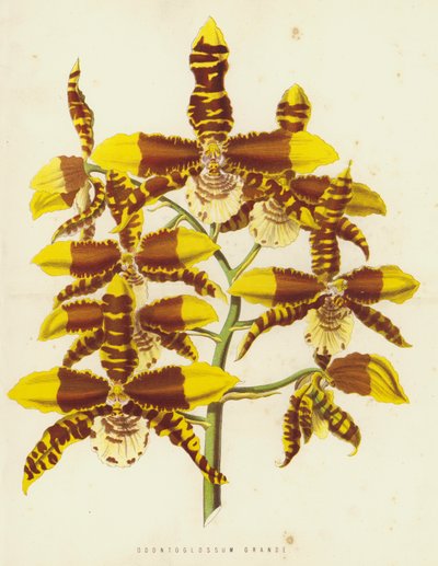 Odontoglossum Grande door English School
