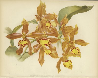 Odontoglossum insleayi splendens door English School