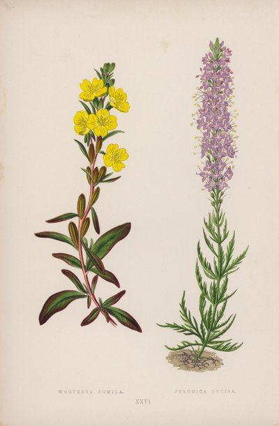 Oenothera Pumila; Veronica Incisa (kleur litho) door English School