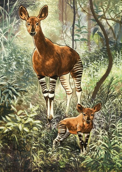 Okapi