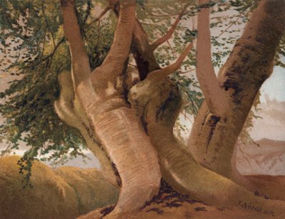 Oude Beukenstammen in Burnham Wood (kleur litho) door English School
