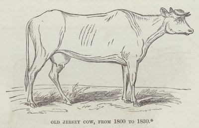 Oude Jersey-koe, van 1800 tot 1830 (gravure) door English School