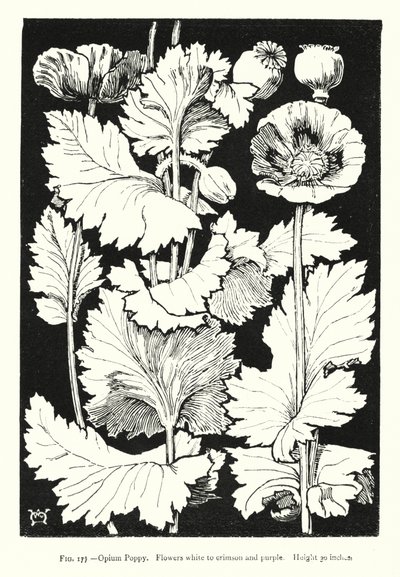 Papaver; Bloemen wit tot karmozijnrood en paars; Hoogte 30 inch door English School
