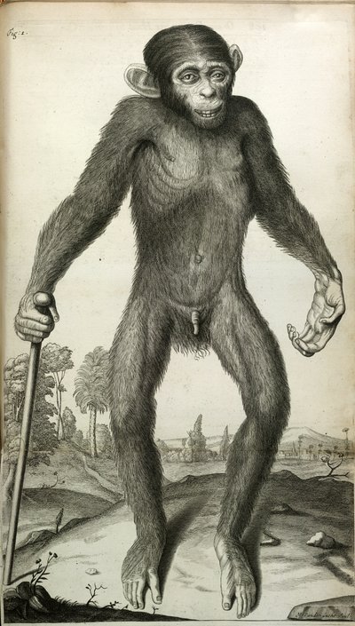 Orang-Outang, sive Homo Sylvestris: of, de Anatomie van een Pygmee vergeleken met die van een aap, een aap en een mens, door Martha E. Tyson door English School