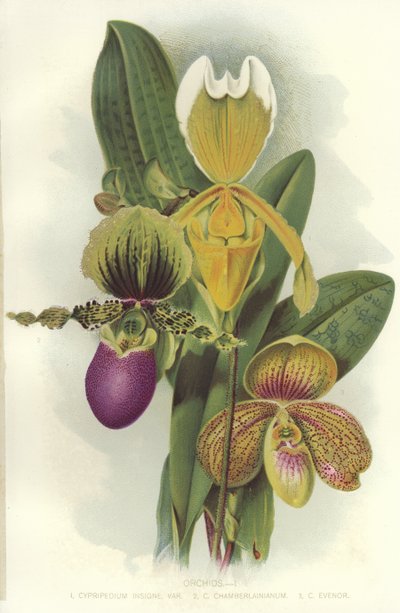 Orchideeën door English School