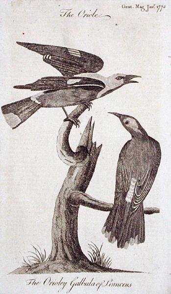Oriole, uit 