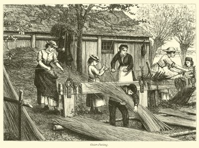 Wilgenpellen door English School