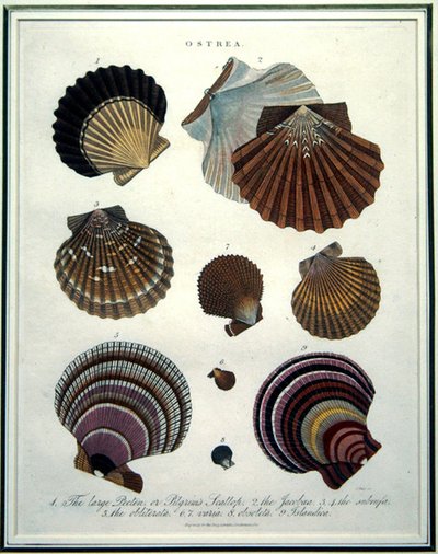 Ostrea, illustratie uit de 