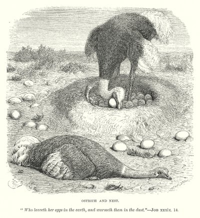 Struisvogel en Nest (gravure) door English School