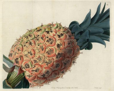 Otaheite ananas uit John Lindley