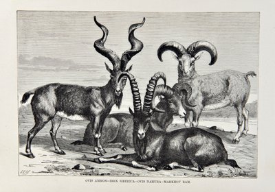 Ovis Ammon - Ibex Siberica - Ovis Nabura - Markhov Ram, illustratie uit The Universal Geography, the Earth and its inhabitants door Elisee Reclus, uitgegeven 1878 door English School
